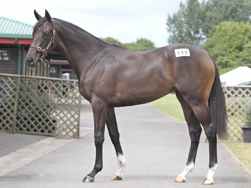 HIGH CHAPARRAL/CHILE FILLY